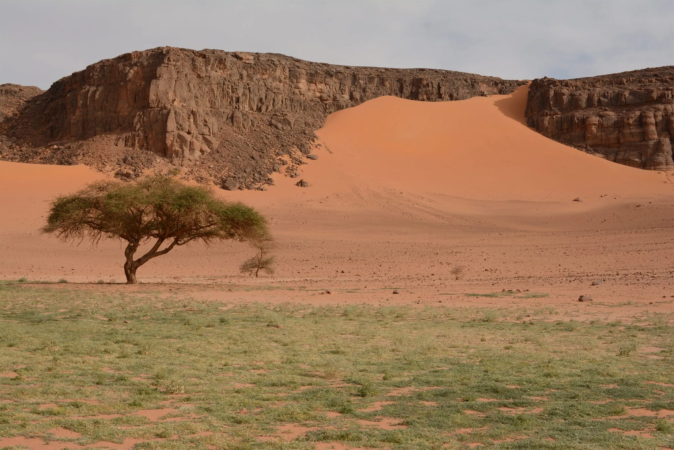 Paysage du Sahara algérien