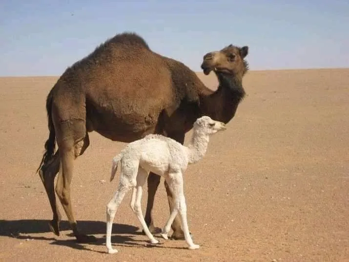 Action solidaire en faveur du guide touareg pendant la pandémie